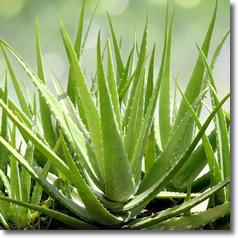Aloe Vera
