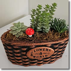 Arajman Saksıda (Kaktüs ve Skulent)