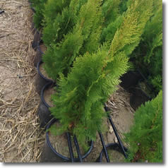 Dış Mekan Ağaçları