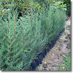 Dış Mekan Ağaçları