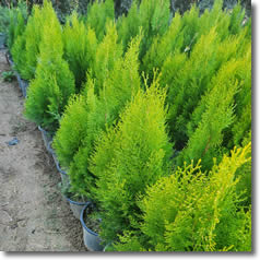 Dış Mekan Ağaçları