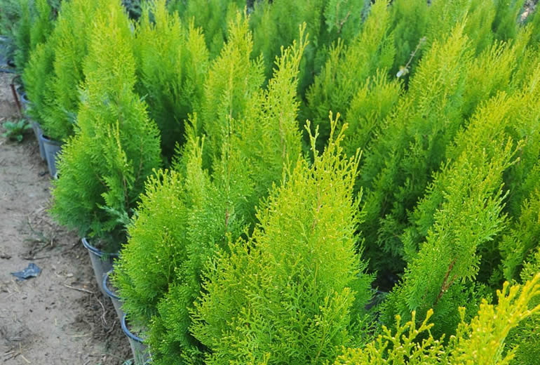 Dış Mekan Ağaçları