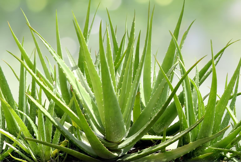 İç Mekan Bitkileri