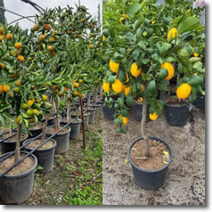 Aşılı Meyve Fidanları