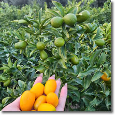 Aşılı Meyve Fidanları