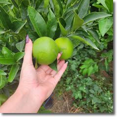 Aşılı Meyve Fidanları