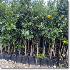 Aşılı Meyve Fidanları