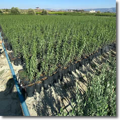 Aşılı Meyve Fidanları