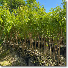 Aşılı Meyve Fidanları