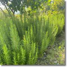 Aşılı Meyve Fidanları