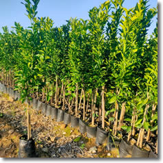 Aşılı Meyve Fidanları