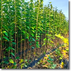 Aşılı Meyve Fidanları