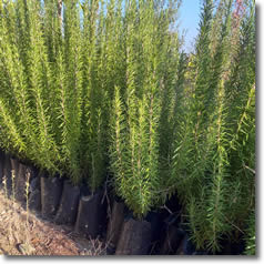 Tıbbi Aromatik Bitkiler