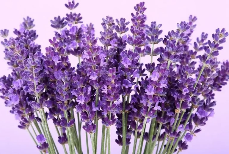 Tıbbi Aromatik Bitkiler