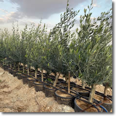Zeytin Ağaçları